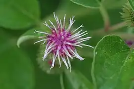 Arctium minus (Hill) Bernhardi — Common burdock