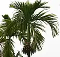 Areca catechu foliage