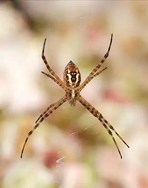 Argiope July 2012-3