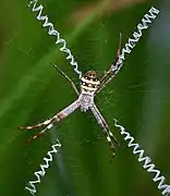 Argiope aetherea from Australia build X-shaped decorations