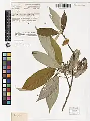 Herbarium specimen