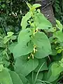 Leafy inflorescence of Aristolochia clematitis.