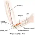 Gross anatomy of the upper arm and elbow.