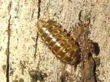 Armadillidium pictum