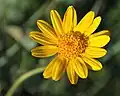 Foothill arnica