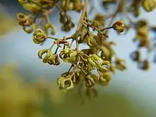 Arnicratea grahamii flowers