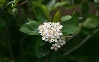 Aronia flowers and leaves (Aronia melanocarpa)