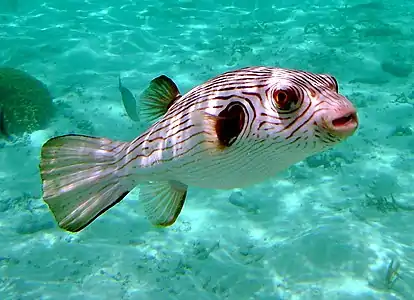 Striped puffer