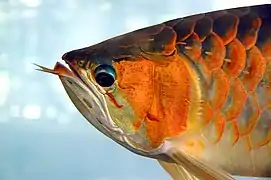 Asian arowana