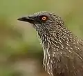 Close-up of head, at Ngwenya Resort, near Kruger N. P.