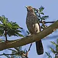 At Soysambu Conservancy, Kenya