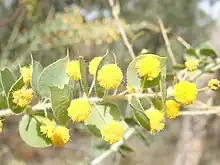 Acacia sertiformis