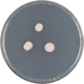 Aspergillus brevipes growing on CYA plate