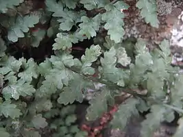 The middle of a pinnately divided fern frond with deeply lobed or toothed pinnae and a dark axis becoming green higher up