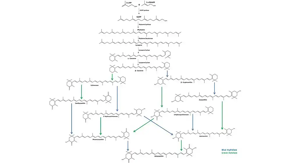 Astaxanthin biosynthesis starts with three molecules of isopentenyl pyrophosphate (IPP) and one molecule of dimethylallyl pyrophosphate (DMAPP) that are combined by IPP isomerase and converted to geranylgeranyl pyrophosphate (GGPP) by GGPP synthase. Two molecules of GGPP are then coupled by phytoene synthase to form phytoene. Next, phytoene desaturase creates four double bonds in the phytoene to form lycopene. Then, lycopene cyclase first forms γ-carotene then subsequently forms β-carotene. From β-carotene, hydrolases (blue) and ketolases (green) form multiple intermediate molecules until the final molecule, astaxanthin is obtained.