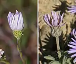 The aster phyllaries (left) are short, curl away from the plant, and are in several layers. The daisy phyllaries (right) are long, hairy, and clasp the base of the flower head.