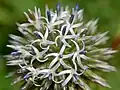 Close-up on flowers of Echinops sphaerocephalus