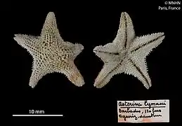 Asterinides pilosa (MNHN)