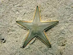 Astropecten jonstoni