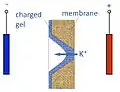 Asymmetric pore transmits positive ions preferentially from right to left.