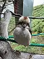 A captive kookaburra in Maroparque, La Palma, Canary Islands