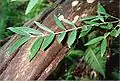 Southern Sassafras at Monga National Park; a seldom seen plant in New South Wales