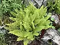 Athyrium distentifolium ssp. americanum