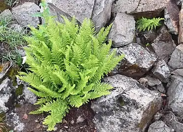 Fern along loop trail