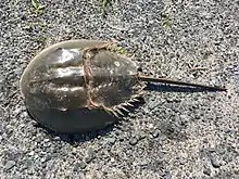 Image of a horseshoe crab on a beach.