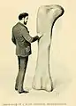 Image of the cast of the femur of Atlantosaurus immanis. From a cast in the Natural History Museum, London. Length 6 feet, 2 inches. Plate XVIII