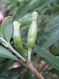 Developing fruit, Australian National Botanic Gardens, Canberra, Jan 2013