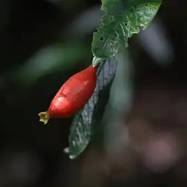 Fruit, seen at Natural Bridge, Queensland Apr 2022