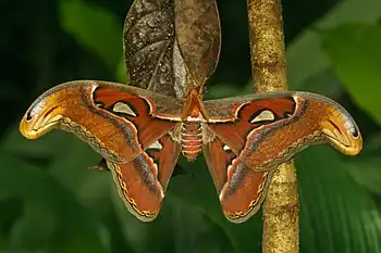 Image 6Attacus taprobanisPhotograph credit: Jeevan JoseAttacus taprobanis is a species of moth in the family Saturniidae native to southern India and Sri Lanka. This adult male, photographed in Kadavoor, Kerala, developed from a larva feeding on a mahogany tree. When ready to pupate, the larva formed a papery cocoon 7.5 cm (3 in) long interwoven with a leaf; before doing this, the larva had attached the leaf to the stem with a silken thread and cut the leaf stalk. The colours of the dying leaf provided camouflage for the pupa, and the adult insect emerged some 24 days later.More selected pictures