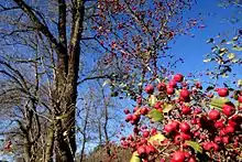 Crataegus laevigata in the park