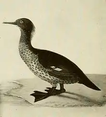 Extinct New Zealand merganser