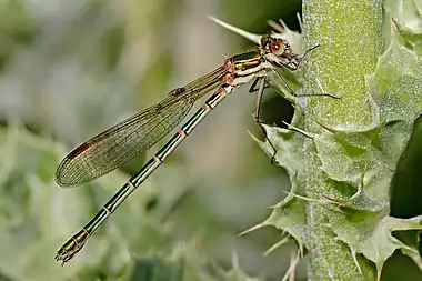 Image 4Metallic RingtailPhoto credit: Fir0002A female Metallic Ringtail (Austrolestes cingulatus), an Australian damselfly, eating its prey. Each abdominal segment is marked by a pale "ring"; this combined with its glossy metallic coloration give the insect its common name.More selected pictures