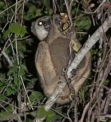 Brown lemur