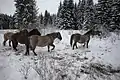 Wild horses (Konik)