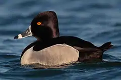 Ring-necked duck (Aythya collaris)