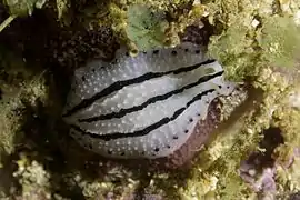 Phyllidiopsis phiphiensis