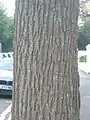 Bark of Hove tree