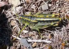 The New Zealand alpine green rock-hopper grasshopper, Brachaspis collinus, at Rainbow Ski Field, Nelson Lakes National Park (adult female)