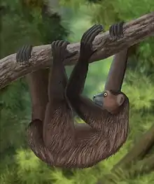 A giant lemur hangs from a tree limb by all four feet like a slow-moving sloth. The tail is short, and the arms are slightly longer than the legs.