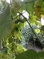 Baby Chayote fruits in the rooftop garden (Nepal)