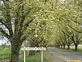 'Canadian Giant' fruiting, September, Bacchus Marsh Avenue of Honour, Victoria