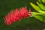 Tightly packed raceme of Xeronema callistemon, with prominent red stamens