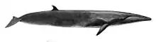 Sei whale illustration with an overall dark coloration, white underbelly, a long robust body, and a dorsal fin near the tail