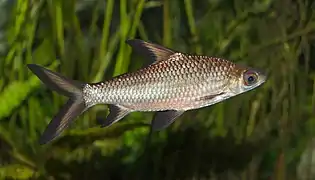 Balantiocheilos melanopterus - Karlsruhe Zoo 02