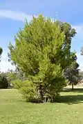 Balranald, NSW - Pinus halepensis