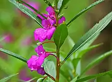 Impatiens balsamina